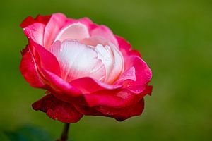 Rose by Dennis Eckert