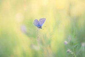 Icarus blue