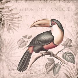Toucan Paradise
