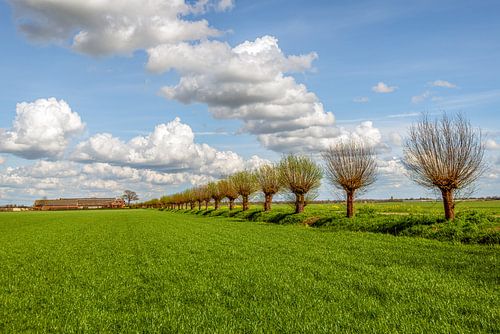 Lange rij net ontluikende knotwilgen in het voorjaar