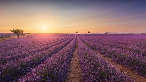 Bloeiende lavendel en bomen bij zonsondergang in Valensole.