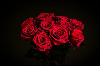 Roses de velours rouge foncé sur fond noir