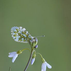 Oranjetipje op de pinksterbloem van Bas Mandos