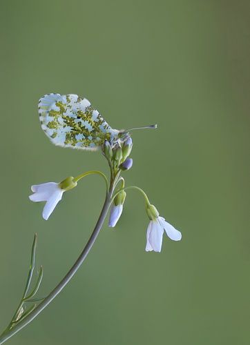 Pointes d'orange sur la fleur de coucou