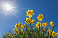 Jonquilles dans un champ de bulbes à fleurs