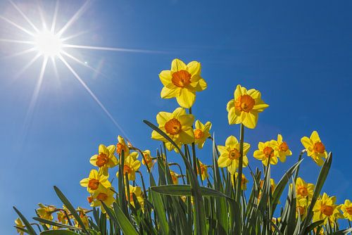 Narzissenzwiebeln in einem Feld