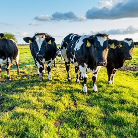 Koeien in typisch Nederlands landschap van Dennis Kuzee