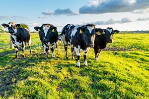 Koeien in typisch Nederlands landschap van Dennis Kuzee