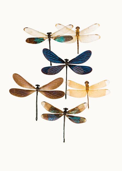 Curiosity Cabinet_Insects_10 by Marielle Leenders