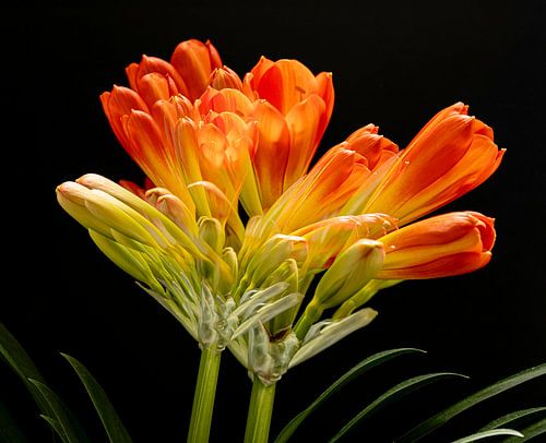 Meervoudige Clivia van Huub de Bresser
