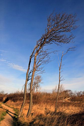 Windflüchter by Ostsee Bilder