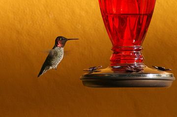 Kolibri hangt stil in de lucht van Jeroen van Deel