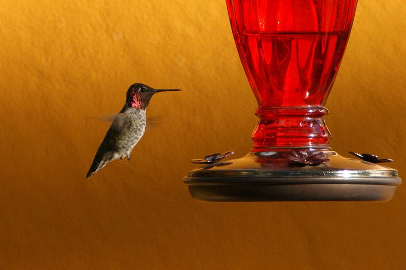 Kolibri hängt in der Luft von Jeroen van Deel