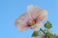 salmon hollyhock