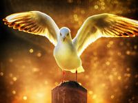 Spread your wings 