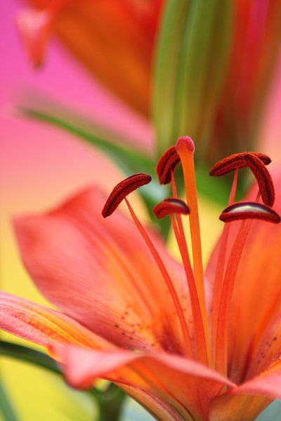 in Love by Augenblicke im Bild