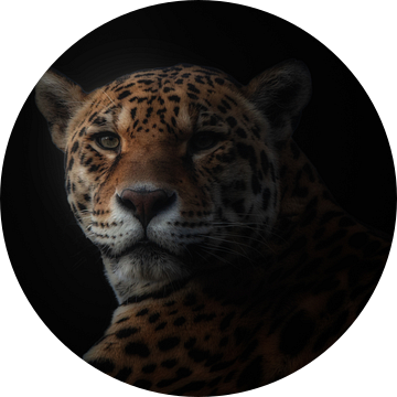 jaguar, KaMerA  van 1x