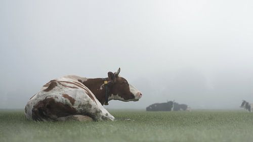 Des vaches dans le brouillard