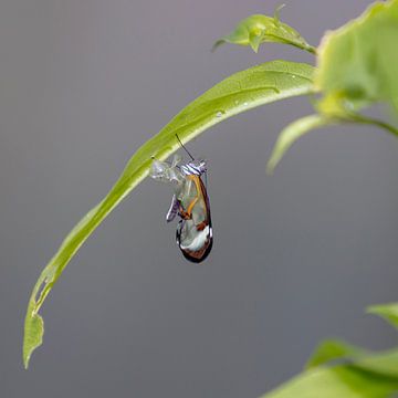 Geburt eines Glasschmetterlings von Inge Bogaards