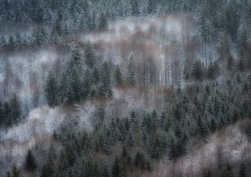 Forêt d'hiver rêveuse