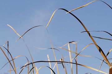 Gras-Schnitzel von Marlies Laenen