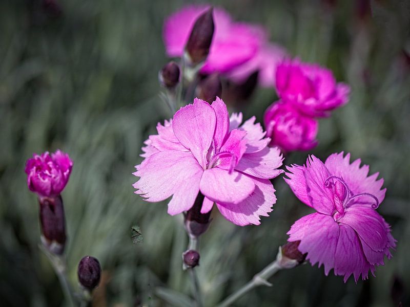 Carnation by Rob Boon