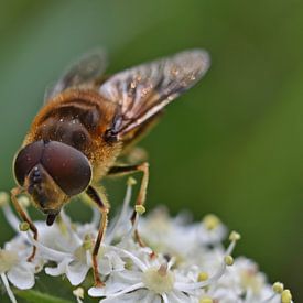 Makro einer Biene von Daphne van der straaten