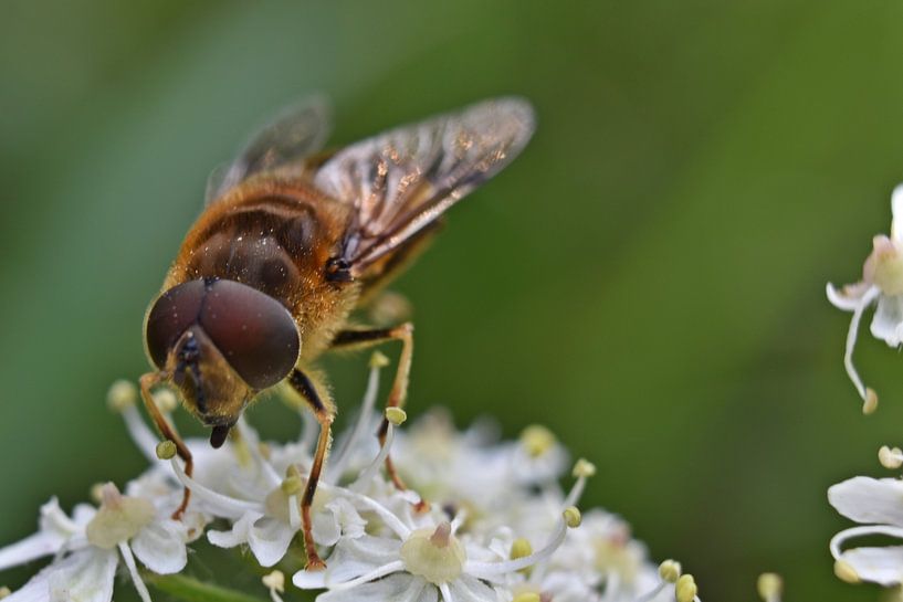Macro d'une abeille par Daphne van der straaten