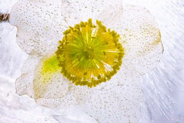 Christrose in kristalhelder ijs van Marc Heiligenstein