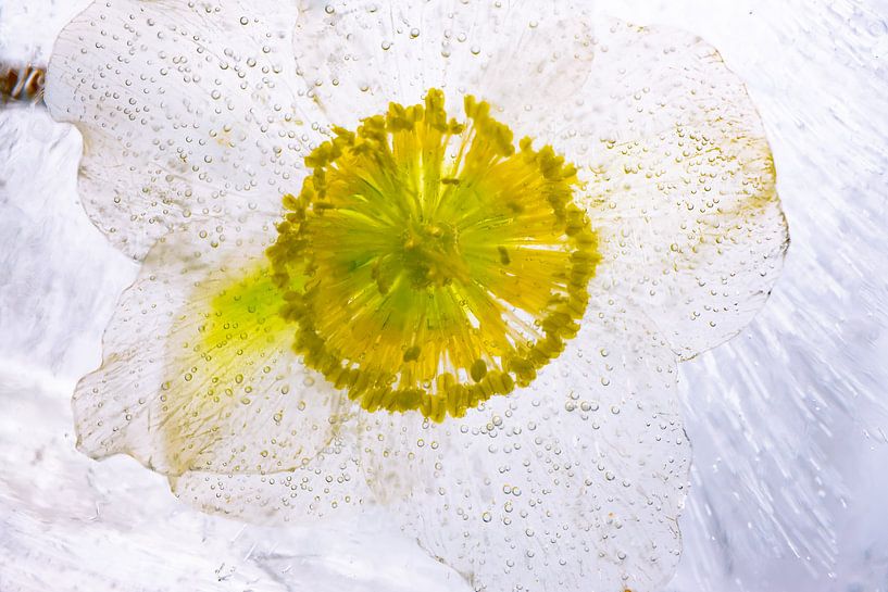 Christrose in kristallklarem Eis von Marc Heiligenstein