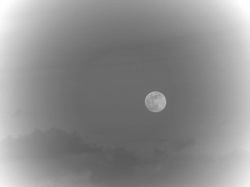 grijze maan