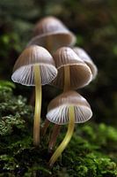 Mushrooms