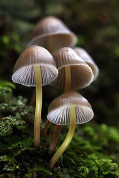 Pilze