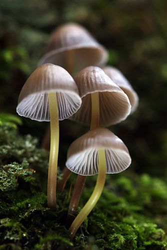 Champignons
