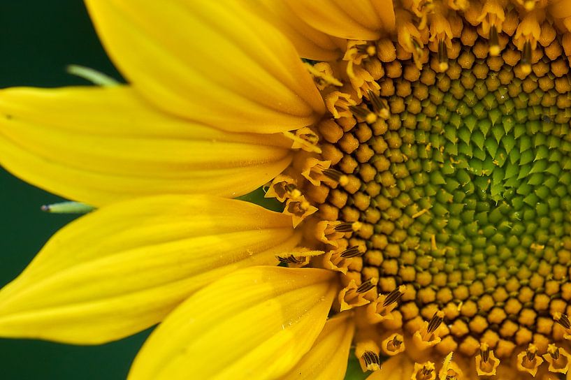 Zonnebloem van Ad Jekel