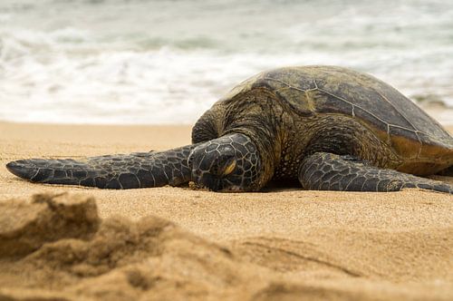 Hawaiiaanse groene zeeschildpad