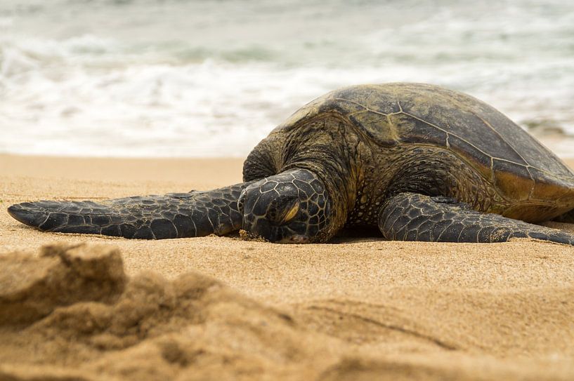 Hawaiian green sea turtle by Andrea Ooms