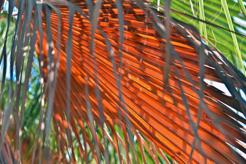 Cretan Poetry on Palm Leaves