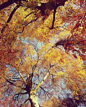 De kleuren van de herfst van Susanne Pieren-Canisius