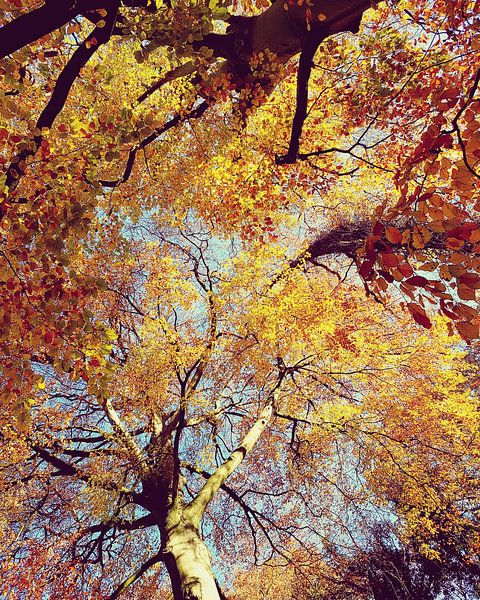 Die Farben des Herbstes von Susanne Pieren-Canisius