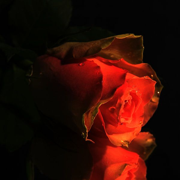 Roos roze van Fred Vester