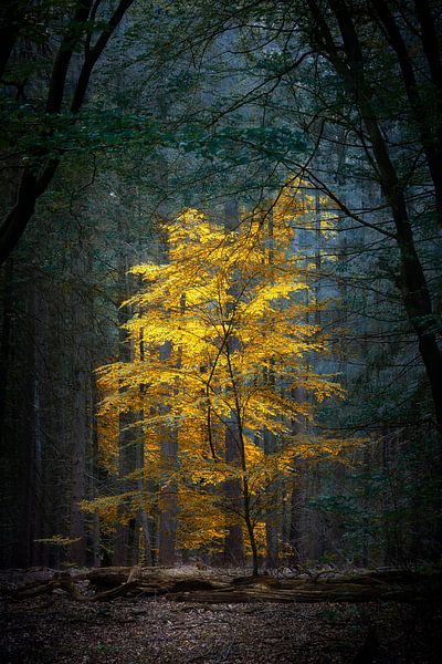 Palais de la paix (forêt d'automne néerlandaise avec arbre jaune) par Kees van Dongen