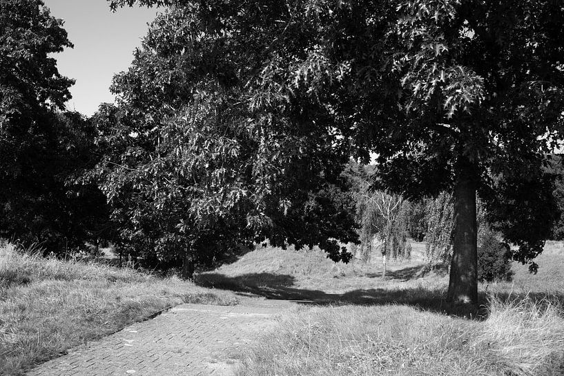 Discover nature in a wooded area in Emsland, Lower Saxony, Germany by Bianca Meyering Fotos - BMF