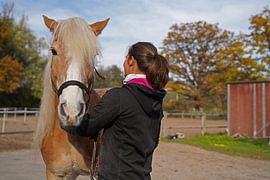 Preparation of a light brown Haflinger with beige mane before training