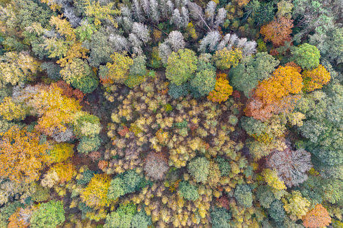 Herfstbos met kale kruinen van bovenaf