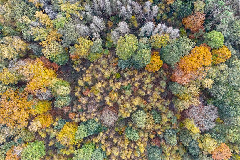 Herbstfarben von oben von Jeroen Kleiberg