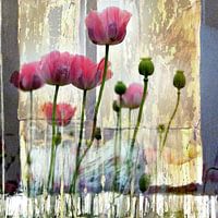 Poppy