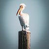 Een pelikaan in Walvisbay (Namibië) van Patricia Van Roosmalen