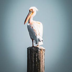 Ein Pelikan in Walvisbay (Namibia) von Patricia Van Roosmalen