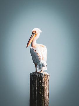 A pelican in Walvisbay (Namibia) by Patricia Van Roosmalen
